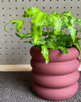 Vieno Planter ヴィエノ プランター