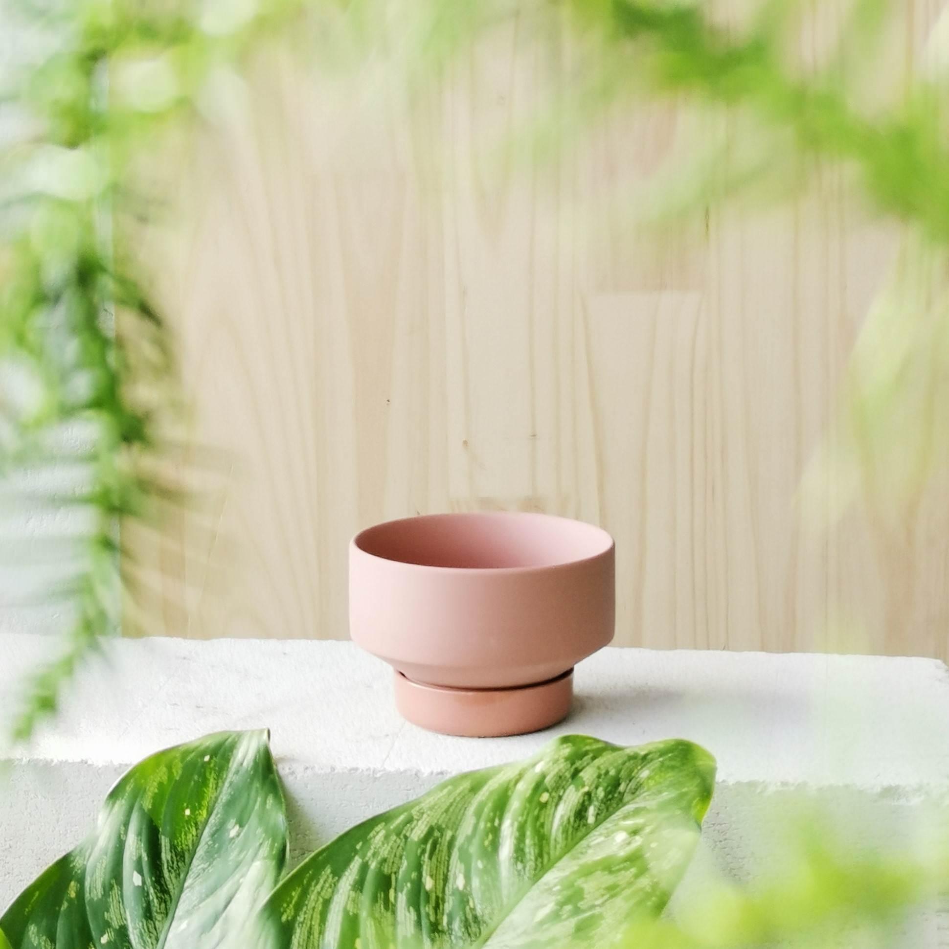 Ochre Collectors Gro Pot by Angus & Celeste コレクターズグロウ