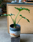 Philodendron 'Selloum' フィロデンドロン セローム