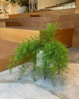 Asparagus aethiopicus アスパラガス スプレンゲリー