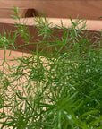 Asparagus aethiopicus アスパラガス スプレンゲリー