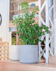 Ficus Benjamin フィカス ベンジャミン
