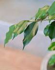 Ficus Benjamin フィカス ベンジャミン