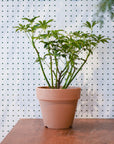 Everyday Terracotta Planter テラコッタプランター