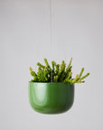 Forest Green Glazed Earth Hanging Planter by Angus & Celeste ハンギングプランター フォレストグリーン