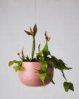 Ochre Gloss Glazed Earth Hanging Planter by Angus & Celeste ハンギングプランター オーカーグロス