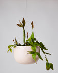 Rocksalt Pink Glazed Earth Hanging Planter by Angus & Celeste ハンギングプランター ロックソルトピンク