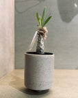 Pedestal Planter in Natural by Katie Cudal ペデスタルプランター