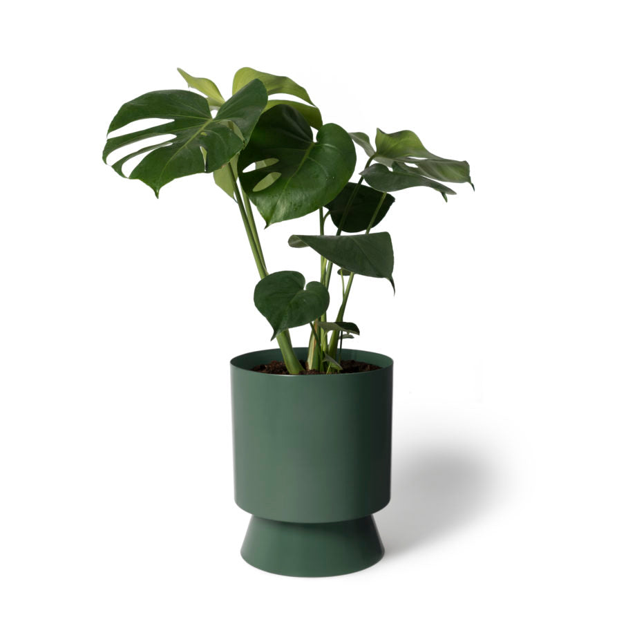Plantation プランテーション スリッププリント¥38500 美品 Palm Springs Planter Large by Lightly パームスプリングス