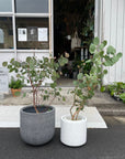 Eucalyptus polyanthemos ユーカリ・ポポラス