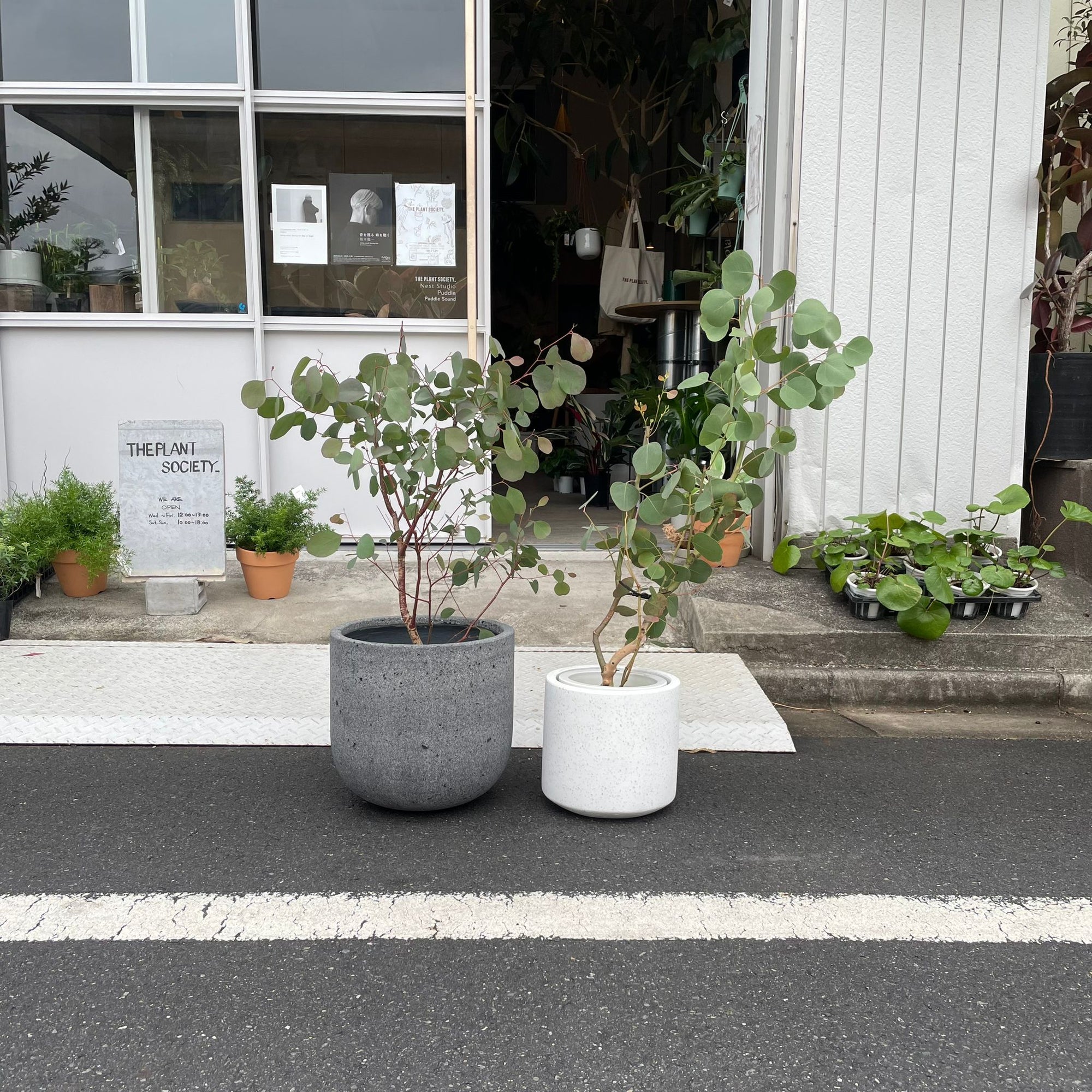 Eucalyptus polyanthemos ユーカリ・ポポラス