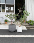 Eucalyptus polyanthemos ユーカリ・ポポラス