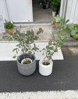 Eucalyptus polyanthemos ユーカリ・ポポラス