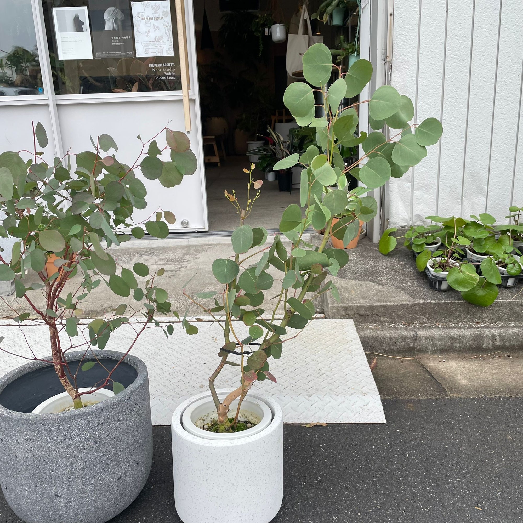 Eucalyptus polyanthemos ユーカリ・ポポラス