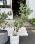 Eucalyptus polyanthemos ユーカリ・ポポラス