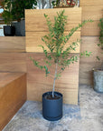 Speckle Planter with saucer スペックルプランター ソーサー付