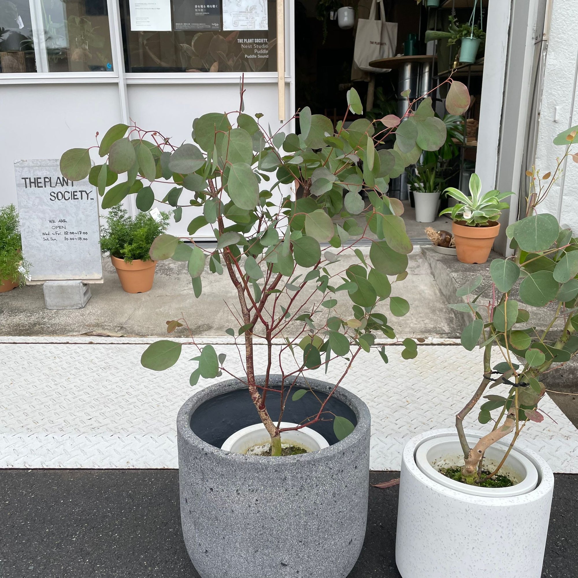 Eucalyptus polyanthemos ユーカリ・ポポラス