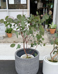 Eucalyptus polyanthemos ユーカリ・ポポラス