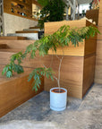 Speckle Planter with saucer スペックルプランター ソーサー付