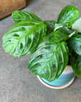 Prayer plant マランタ ・ マッサンゲアナ Size 3