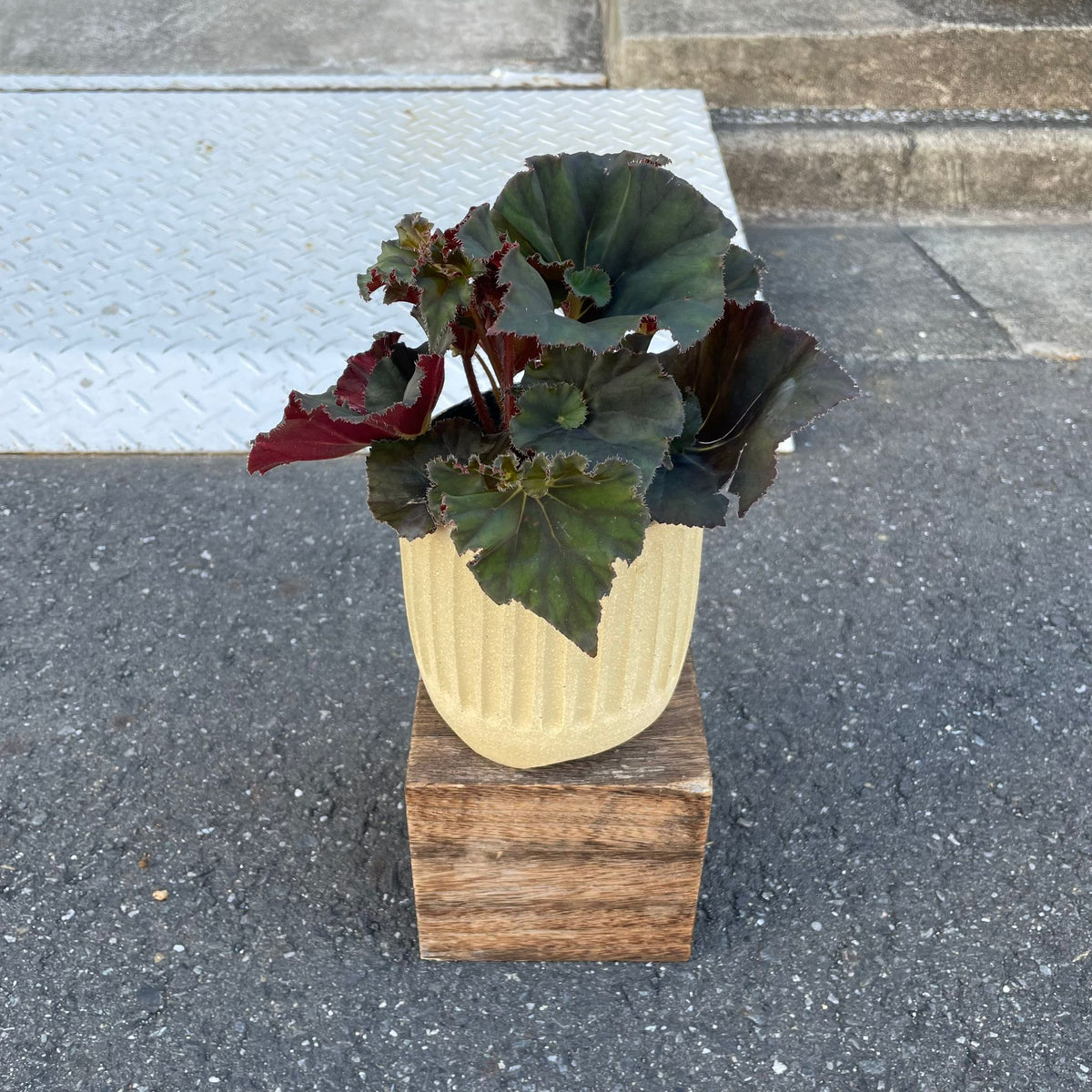 レックスベゴニア I インドアプランツ I プラントソサエティトーキョー