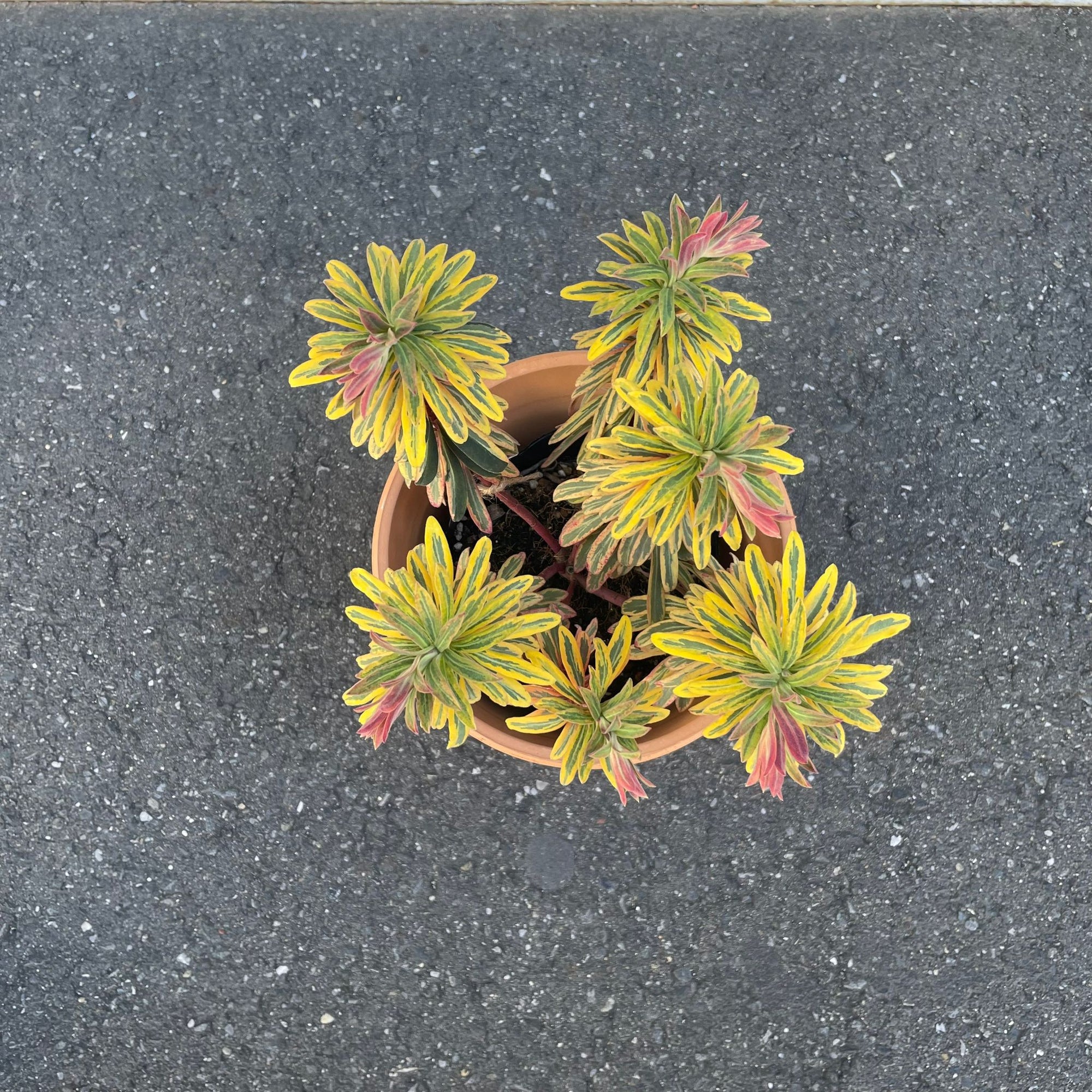 Euphorbia martinii Ascot Rainbow ユーフォルビア アスコットレインボー