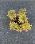 Euphorbia martinii Ascot Rainbow ユーフォルビア アスコットレインボー