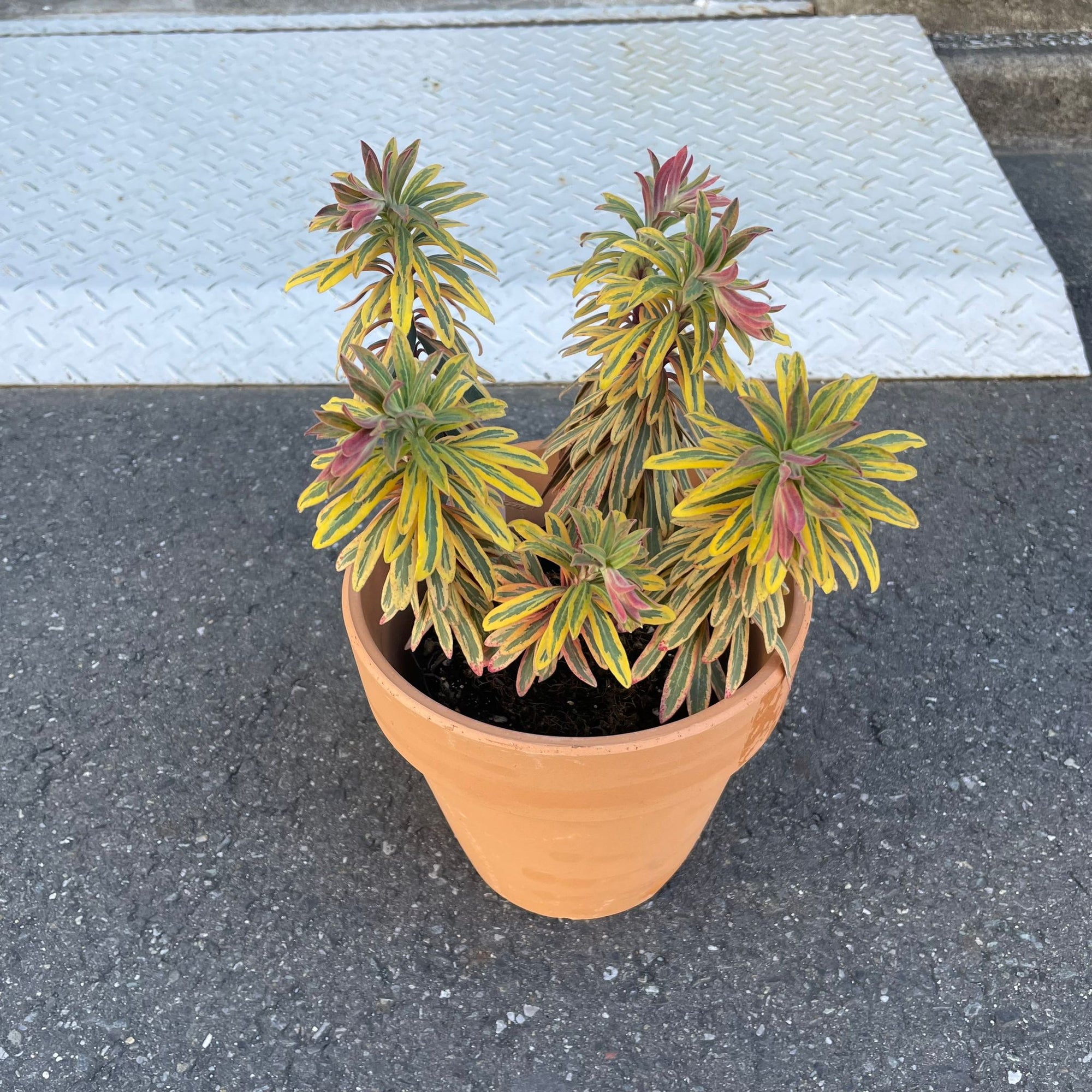 Euphorbia martinii Ascot Rainbow ユーフォルビア アスコットレインボー