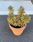 Euphorbia martinii Ascot Rainbow ユーフォルビア アスコットレインボー