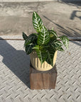 Dania ‘Tropico’ ダニア トロピコ