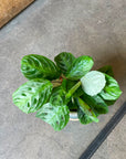 Prayer plant マランタ ・ マッサンゲアナ Size 3