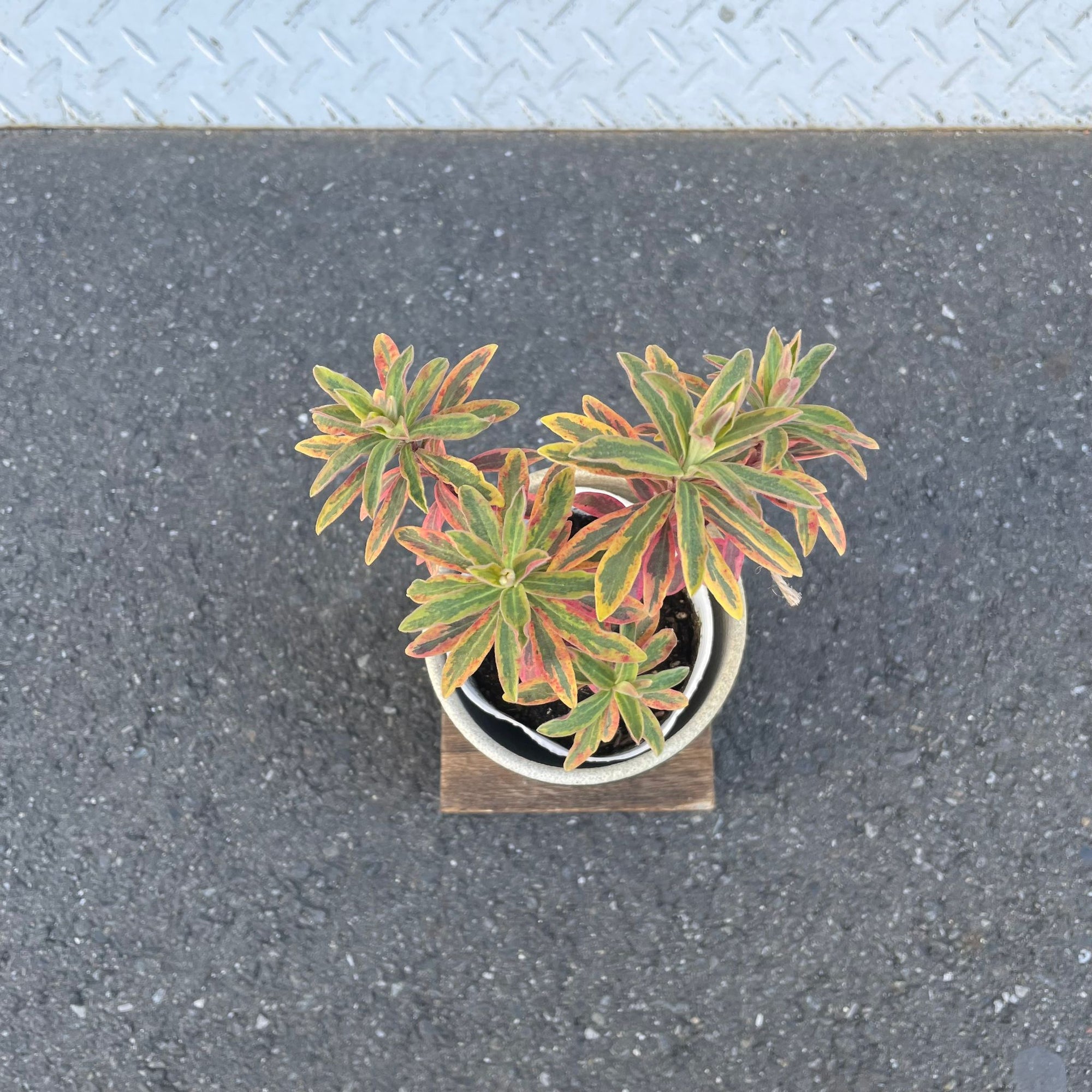 Euphorbia martinii Ascot Rainbow ユーフォルビア アスコットレインボー