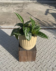 Dania ‘Tropico’ ダニア トロピコ