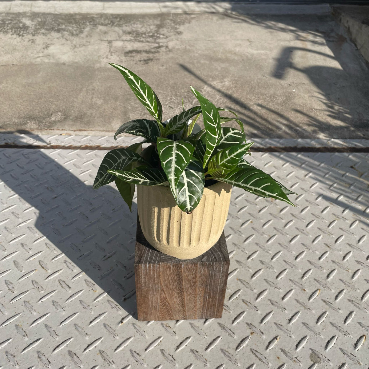 no.0311 アフリカンターコイズと向日葵 no.0311 アフリカンターコイズと向日葵