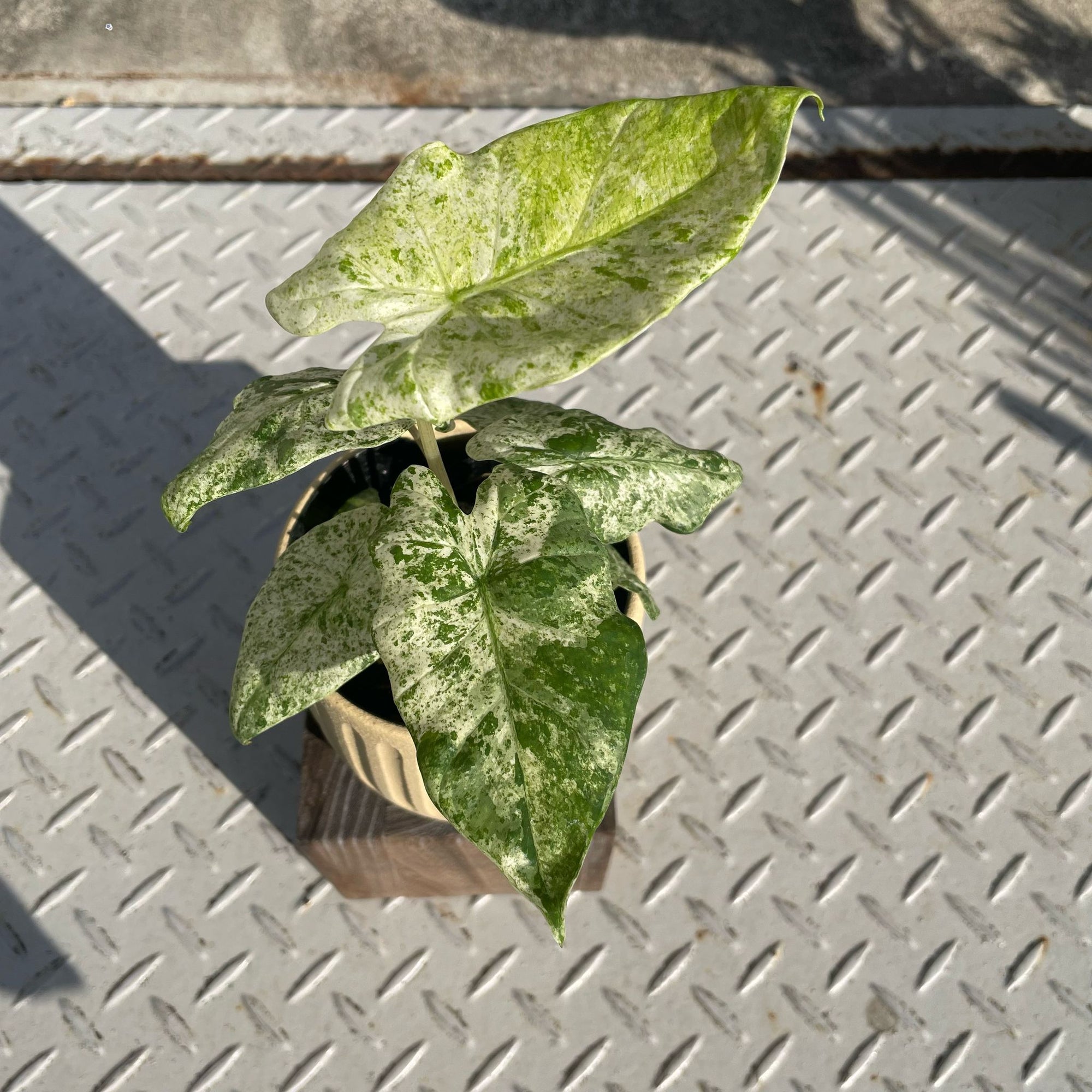 Alocasia 'Odora' アロカシア オドラ バリエガータ バティック
