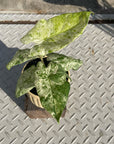 Alocasia 'Odora' アロカシア オドラ バリエガータ バティック