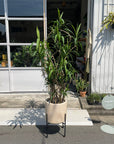 Windsor Planter ウィンドソープランター