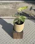 Alocasia 'Odora' アロカシア オドラ バリエガータ バティック