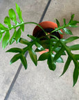 Philodendron ‘Distantilbum’ フィロデンドロン ディスタンティロブム Size 4
