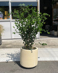 Windsor Planter ウィンドソープランター