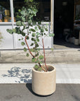 Windsor Planter ウィンドソープランター