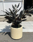 Windsor Planter ウィンドソープランター