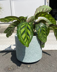 Windsor Planter ウィンドソープランター