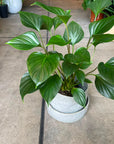 Homalomena 'Emerald Gem' ホマロメナ エメラルド ジェム Size 5