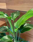 Bird of Paradise (Strelitzia reginae) バード オブ パラダイス(ストレチア レギネ)