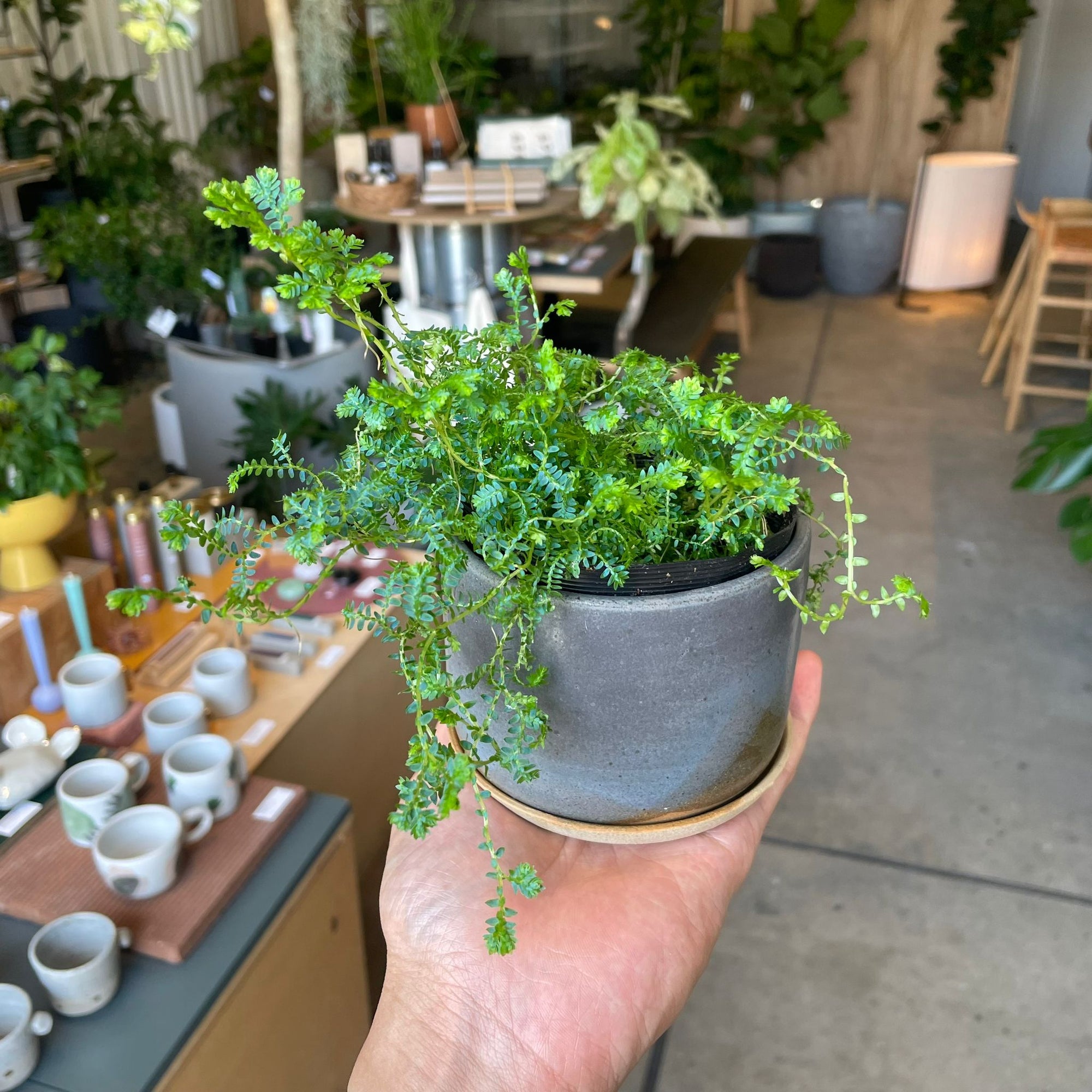 Selaginella uncinata レインボー ファーン