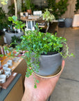 Selaginella uncinata レインボー ファーン