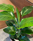 Bird of Paradise (Strelitzia reginae) バード オブ パラダイス(ストレチア レギネ)