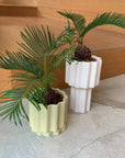 Sago Cycas(Zamia)ザミア