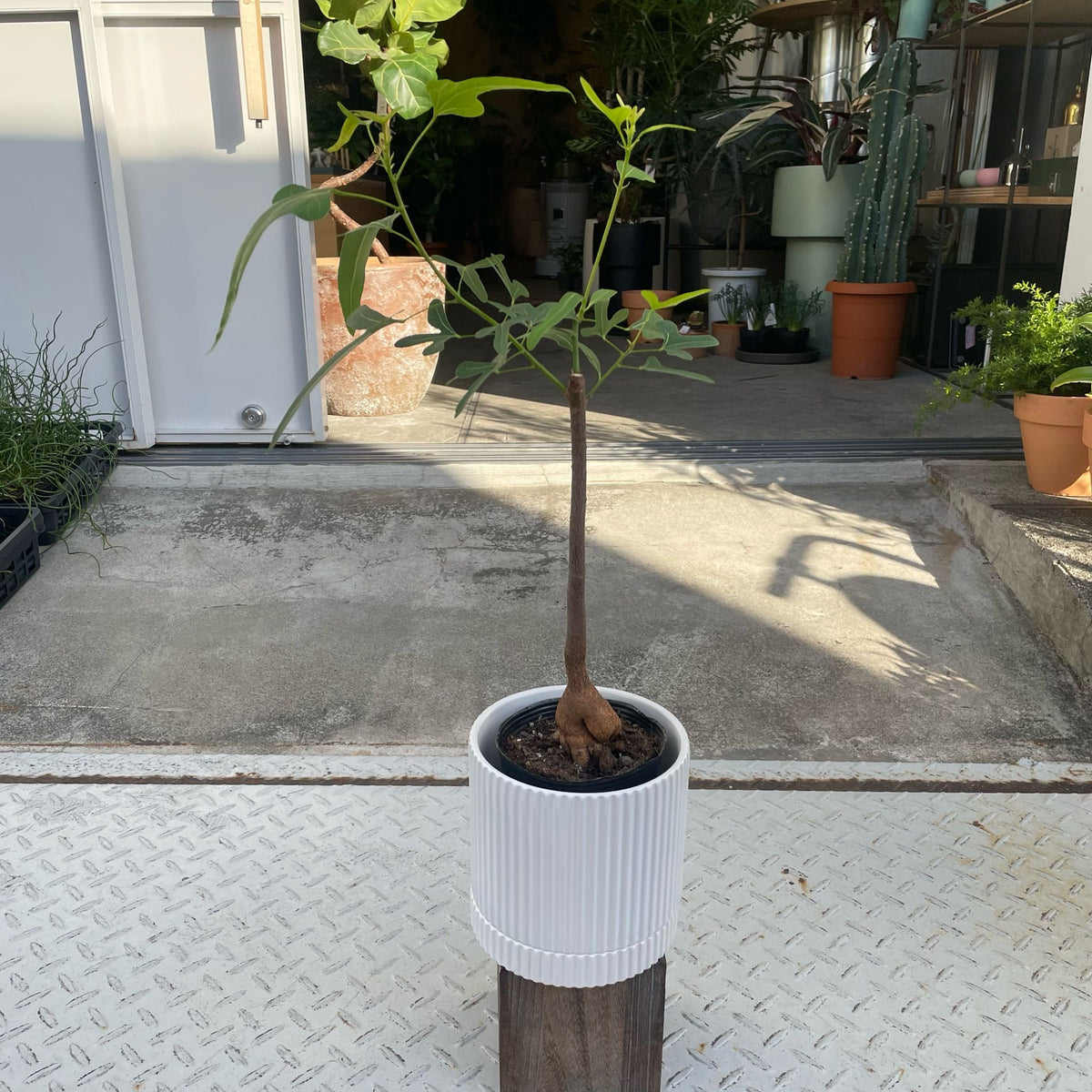 ボトルツリー (ブラキキトン)細葉 I インドアプランツ I プラント